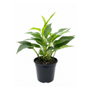 Pothos 'Skeleton Key' Unique Climbing Houseplant &amp; Decor, Rare Morphing Epipremnum pinnatum for sale online, Easy care rare aroids for indoor gardening