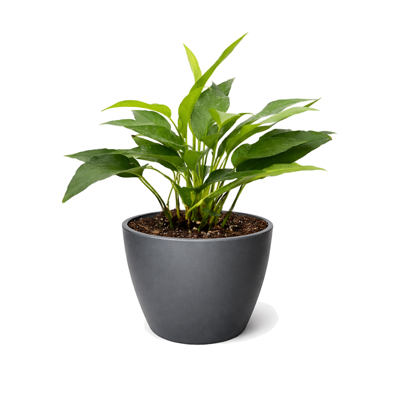 Pothos 'Skeleton Key' Unique Climbing Houseplant &amp; Decor, Rare Morphing Epipremnum pinnatum for sale online, Easy care rare aroids for indoor gardening