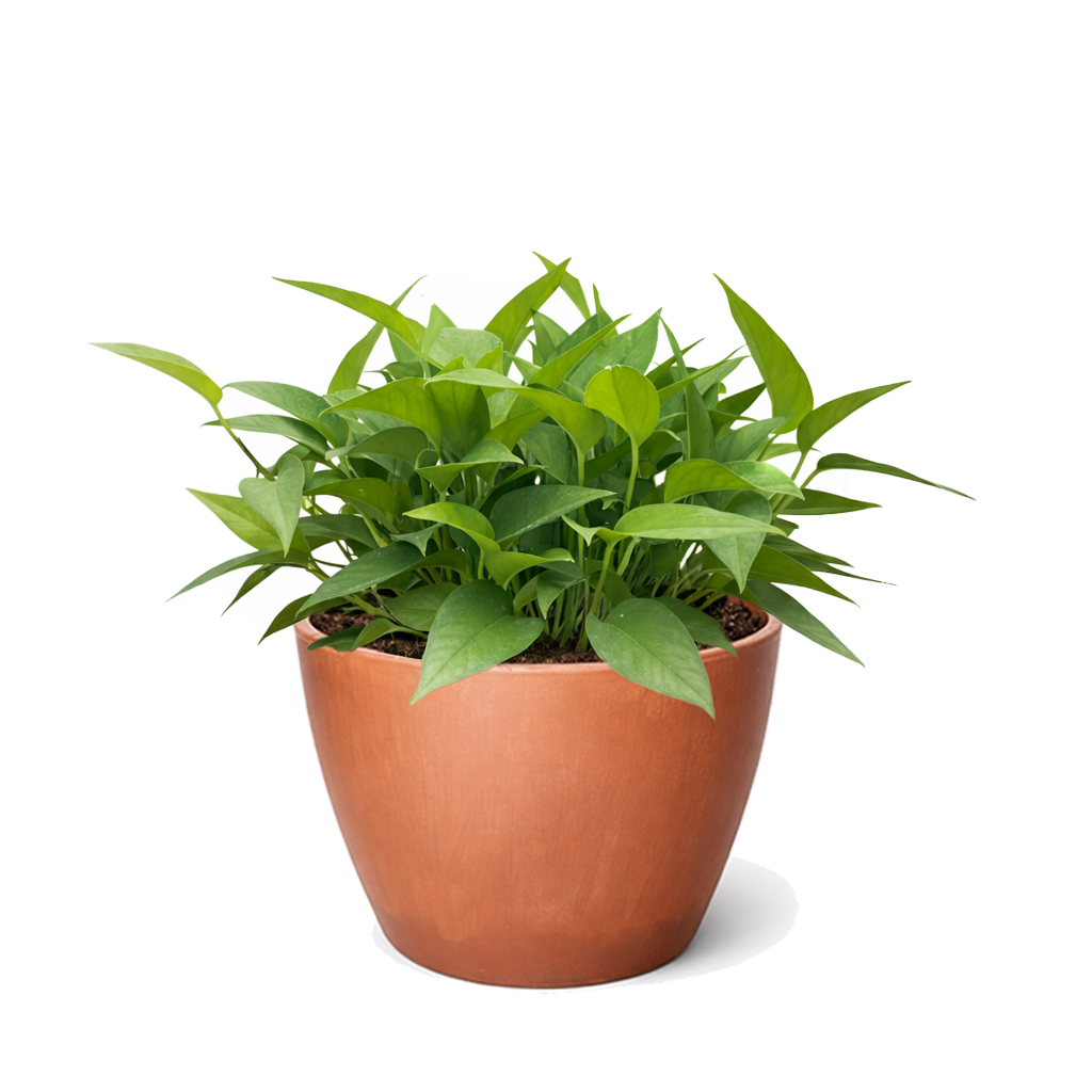 Pothos 'Skeleton Key' Unique Climbing Houseplant &amp; Decor, Rare Morphing Epipremnum pinnatum for sale online, Easy care rare aroids for indoor gardening