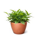 Pothos 'Skeleton Key' Unique Climbing Houseplant &amp; Decor, Rare Morphing Epipremnum pinnatum for sale online, Easy care rare aroids for indoor gardening