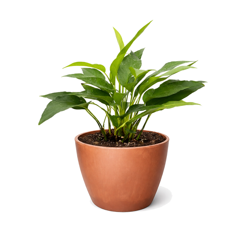 Pothos 'Skeleton Key' Unique Climbing Houseplant &amp; Decor, Rare Morphing Epipremnum pinnatum for sale online, Easy care rare aroids for indoor gardening