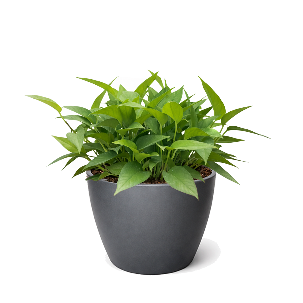 Pothos 'Skeleton Key' Unique Climbing Houseplant &amp; Decor, Rare Morphing Epipremnum pinnatum for sale online, Easy care rare aroids for indoor gardening