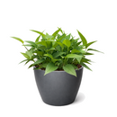 Pothos 'Skeleton Key' Unique Climbing Houseplant &amp; Decor, Rare Morphing Epipremnum pinnatum for sale online, Easy care rare aroids for indoor gardening