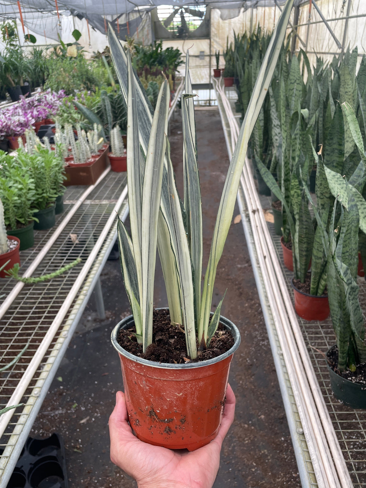 buy snake 'bantel's sensation' live houseplant 8" pot online, mature architectural specimen with narrow sword-shaped leaves and distinctive snow-white longitudinal stripes, low-water succulent-type foliage, releases oxygen at night for bedroom wellness, sophisticated floor plant accent for contemporary spaces, memorable gift for collectors and plant enthusiasts
