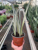 buy snake 'bantel's sensation' live houseplant 6" pot online, rare rhs award-winning cultivar with slender evergreen leaves and crisp vertical white banding, easy care and adapts to various indoor light levels, slow-growing clumping form ideal for desk or floor display, elegant nature-inspired gift for home decor enthusiasts
