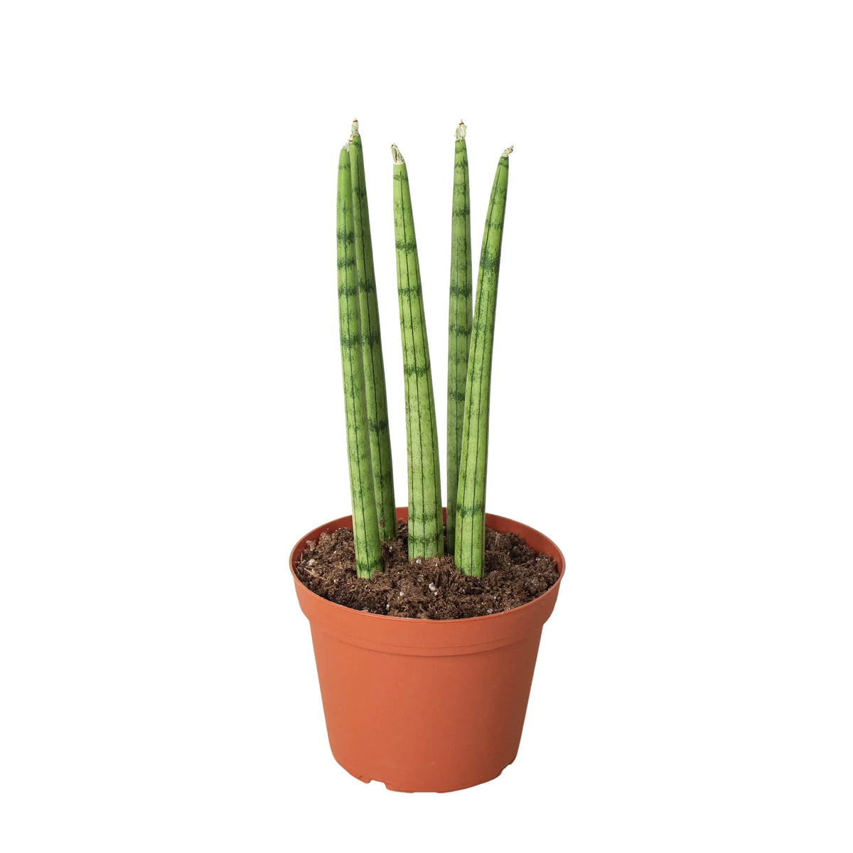 3" pot snake plant cylindrica live houseplant for sale, smooth dark green cylindrical leaves with subtle striping, compact upright form, beginner friendly and neglect tolerant, natural air purifier, stylish addition to office or bedroom decor, a perfect starter gift