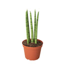 3" pot snake plant cylindrica live houseplant for sale, smooth firm tube leaves with grey green variegation, compact upright clumping form, survives weeks without water, natural indoor air purifier with cam photosynthesis, versatile decor piece for shelves or windowsills, a beginner friendly gift that lasts for years