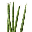 3" pot snake plant cylindrica live houseplant for sale, smooth firm tube leaves with grey green variegation, compact upright clumping form, survives weeks without water, natural indoor air purifier with cam photosynthesis, versatile decor piece for shelves or windowsills, a beginner friendly gift that lasts for years