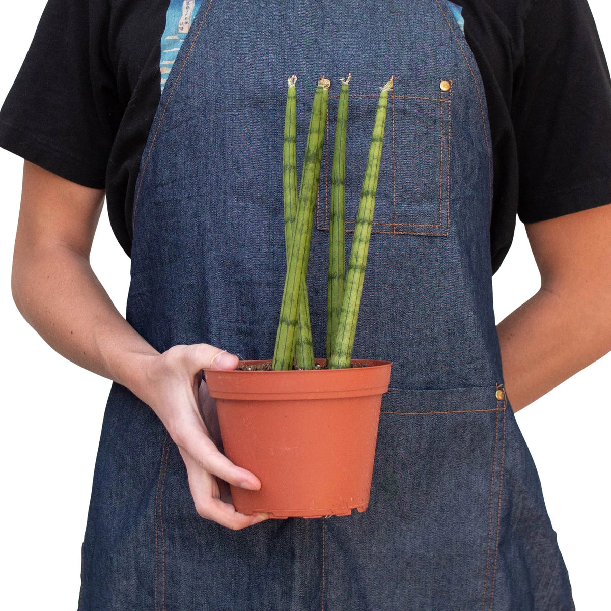 buy snake plant cylindrica live houseplant 6" pot online, sculptural spear shaped tube leaves with grey green variegation, dense fan shaped rosette growth, evergreen perennial succulent, tolerates dry indoor air, elegant floor plant for modern interiors, a stunning gift for plant enthusiasts