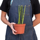 3" pot snake plant cylindrica live houseplant for sale, smooth firm tube leaves with grey green variegation, compact upright clumping form, survives weeks without water, natural indoor air purifier with cam photosynthesis, versatile decor piece for shelves or windowsills, a beginner friendly gift that lasts for years