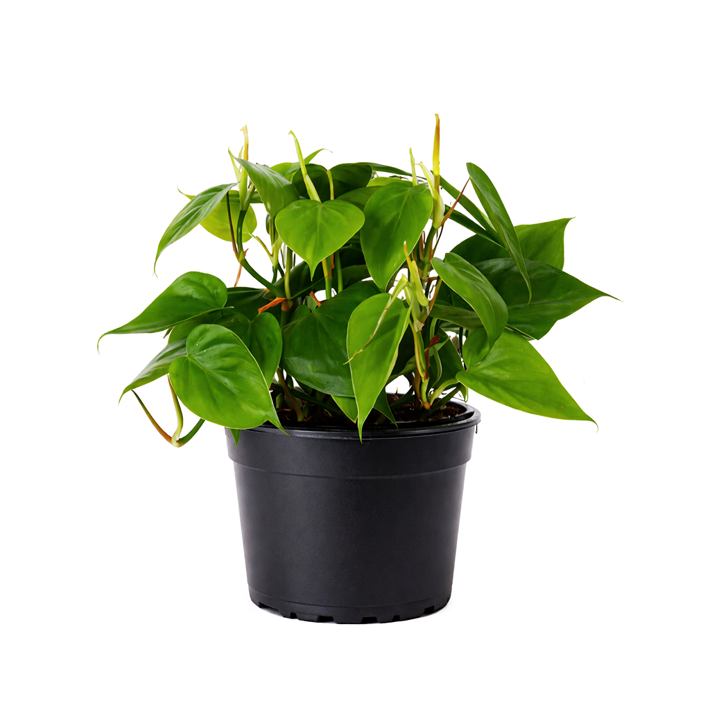 Philodendron Cordatum, philodendron cordatum care, cordatum philodendron, caring for an philodendron cordatum