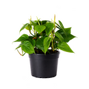 Philodendron Cordatum, philodendron cordatum care, cordatum philodendron, caring for an philodendron cordatum