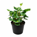 Farfugium japonicum ‘Firefly’ Leopard Plant with Spotted Foliage 6in Grower Pot, Indoor Leopard Plant Live for Gifting