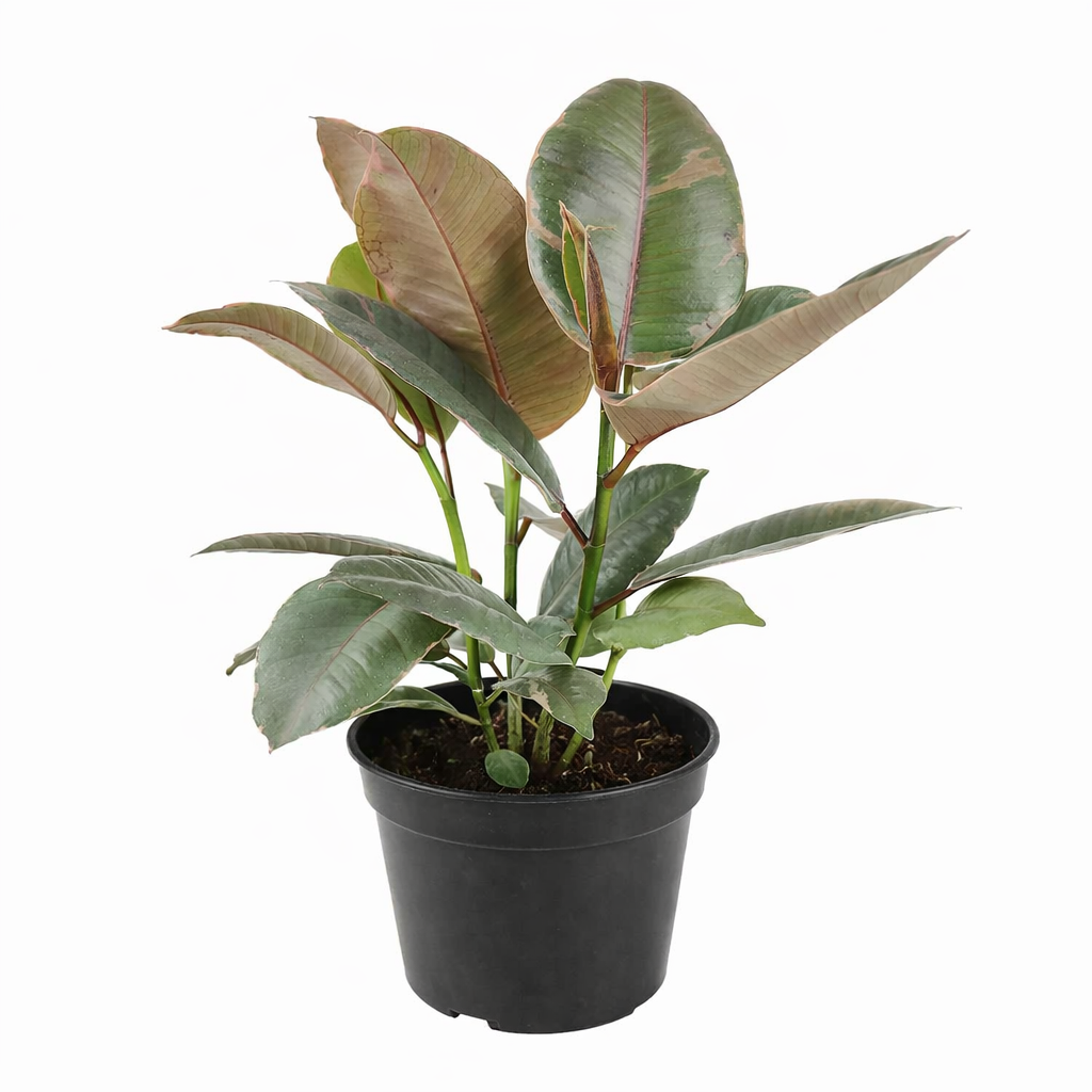 Ficus Elastica Ruby Pink Rubber Tree Delivery, Easy to care houseplant for beginner, Best Feng Shui Plants for your home office, how to care for ficus houseplant, colorful indoor houseplant for sale