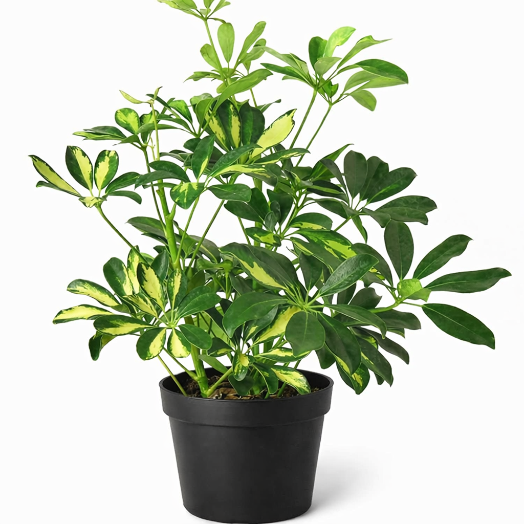 Variegated Schefflera Arboricola Dwarf Umbrella Tree Live Plant, Easy Care Indoor Tropical Plant, Air purifying variegated plants
