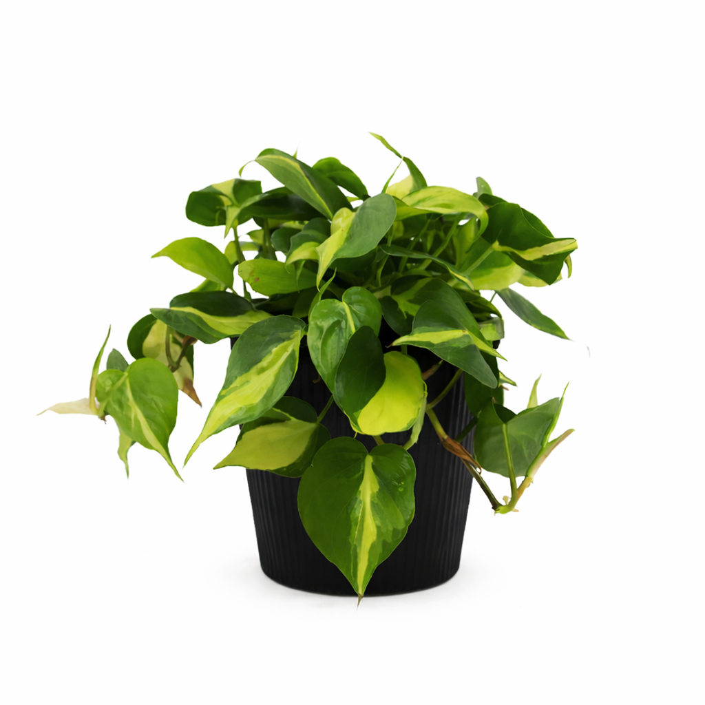 philodendron pulchrum Philodendron Cordatum Brasil - Colorful Foliage Air-purifying Plant