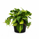 Philodendron Cordatum Brasil, philodendron cordatum heartleaf, Philodendron Cordatum Brasil for sale, best place to buy house plants online