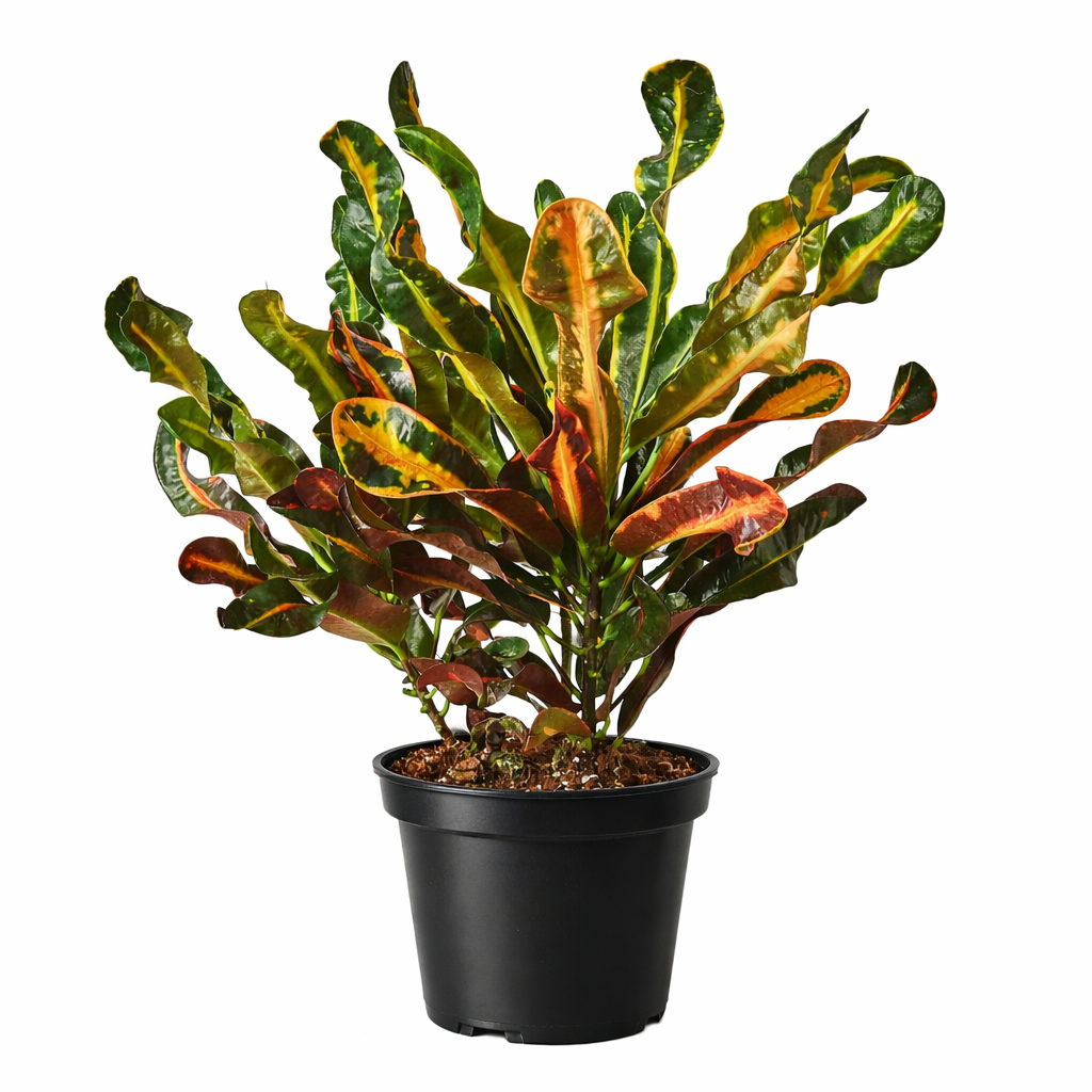 Croton 'Mammy'