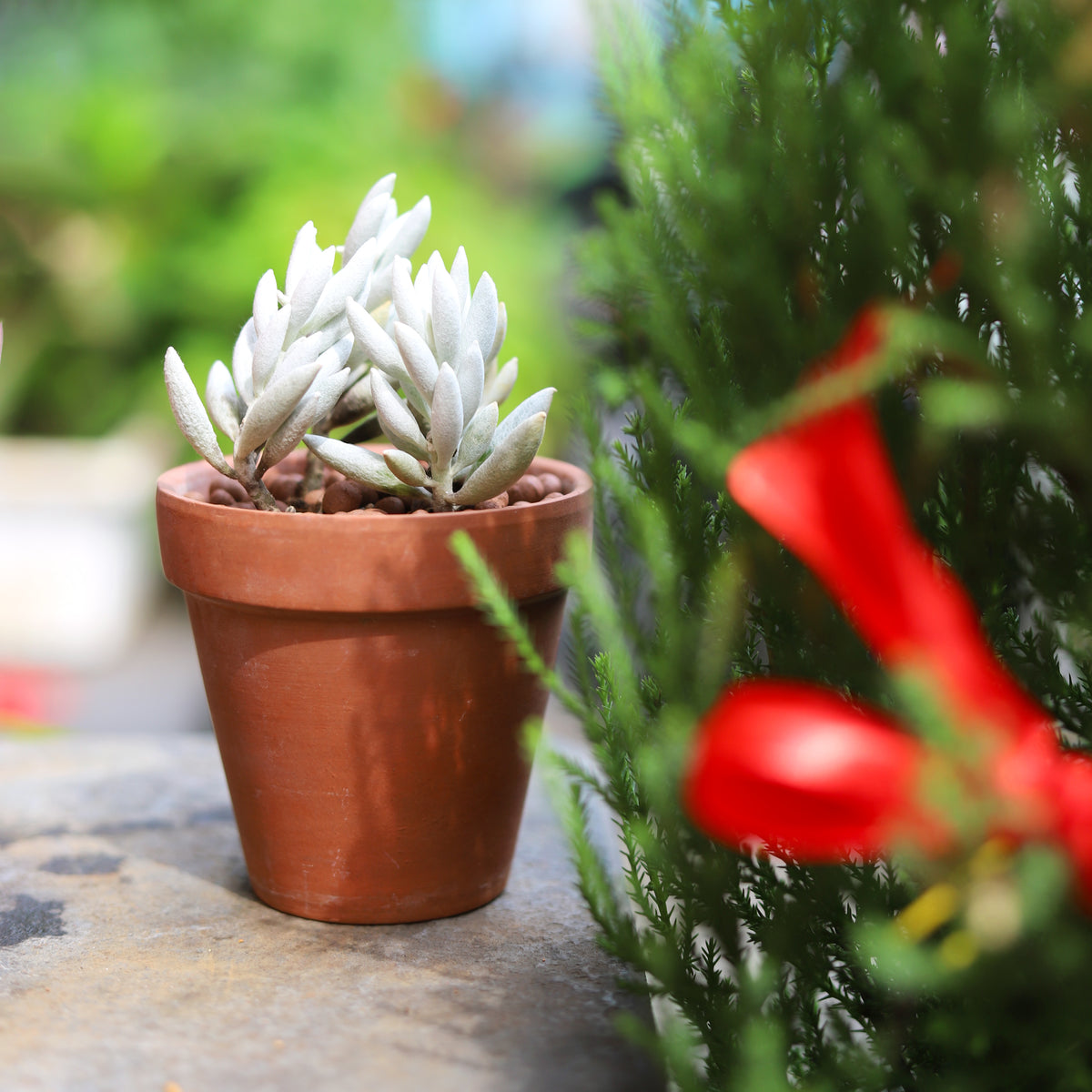 Senecio Cocoon Plant, Succulent Plant for sale, buy succulent online, Holiday decor ideas, Succulent gifts 