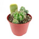 Cactus Garden Arrangement, Cacti, Random Cactus in Pot, Unique Cactus Arrangment, 3 kinds of cactus in pot for sale, cactus for sale
