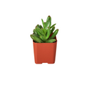 3" pot 3" tropical plant variety bundle live houseplant for sale, handpicked tropical foliage assortment, diverse leaf forms from feathery to broad, grows well in shaded corners and bright rooms alike, air purifying qualities, elegant tropical home decor accent, wonderful gift for any occasion