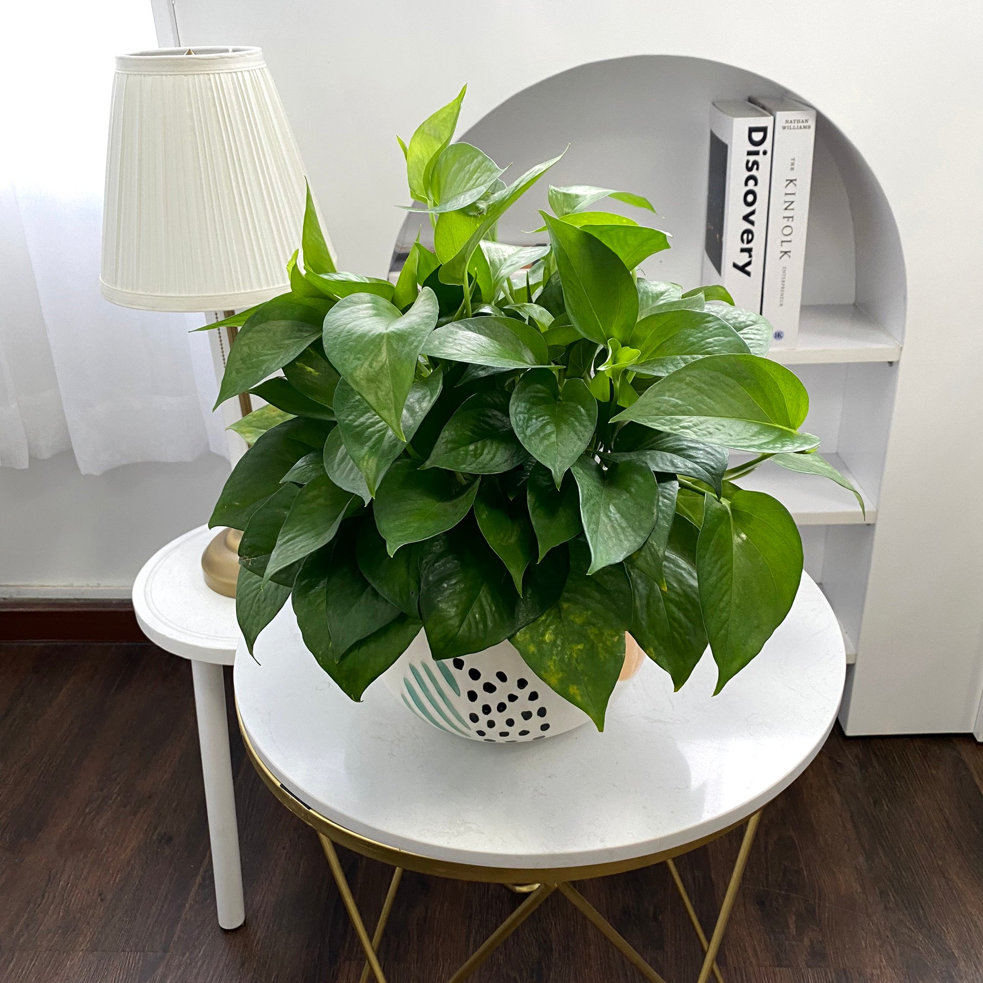Pothos Jade, Epipremnum aureum 'Jade', best trailing plant for home and office, low light easy-care houseplant, green foliage houseplant