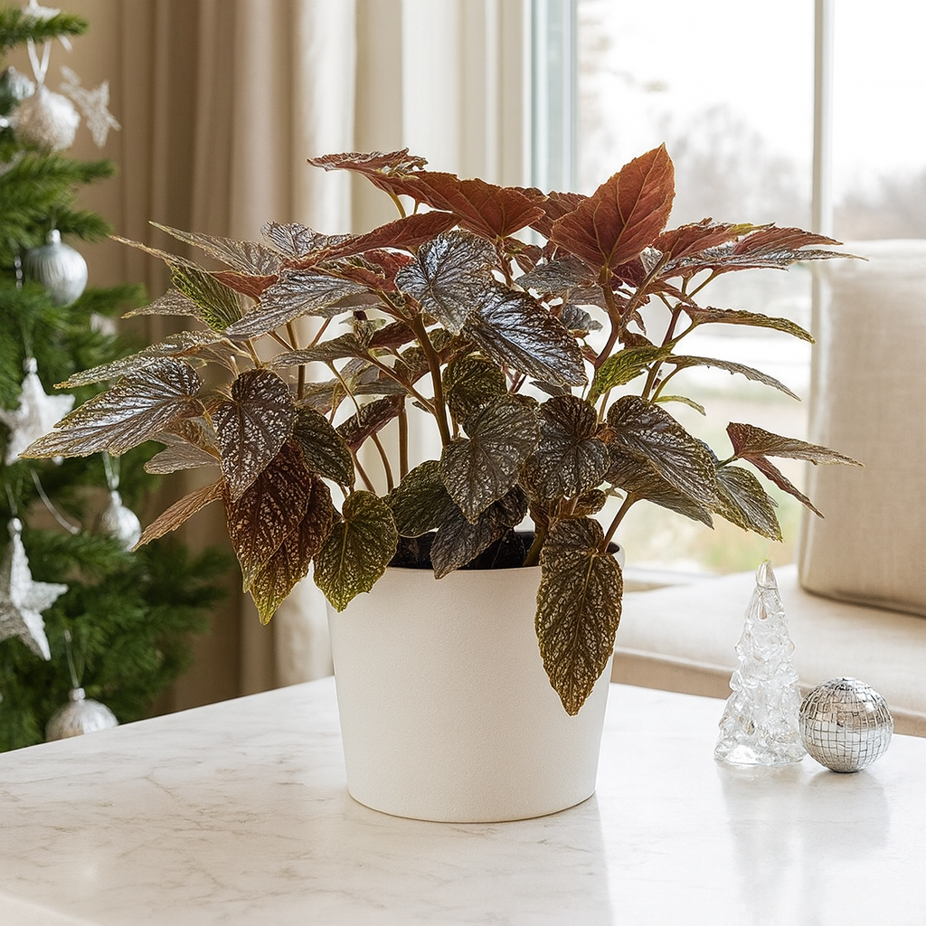 6 inch Begonia Corallina Angel Wing Houseplant for sale, Easy care Begonia, Low light flowering plant, Indoor flowering plant, Tropical houseplant, Begonia for home decor