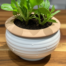 ceramic pots for plants, white pots for indoor plants, large decorative pots for indoor plants, buy pots for indoor plants