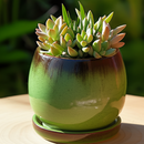 buy plant pots online, ceramic pot for sale, ceramic planter, indoor planter with saucer