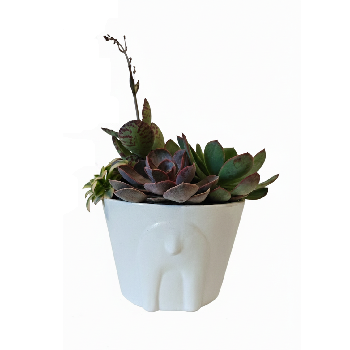 6 inch White Reindeer Head Ceramic Pot with Succulents Arrangement, large succulent arrangement, holiday gift 2025, buy christmas gift online