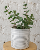 Buy 6 inch White Ribbed Ceramic pots online, 6-inch Vintage Ceramic pots for home office decor, Medium planters for succulents and houseplants, Best places to buy high-quality ceramic plant pots, Indoor plant pot gift ideas