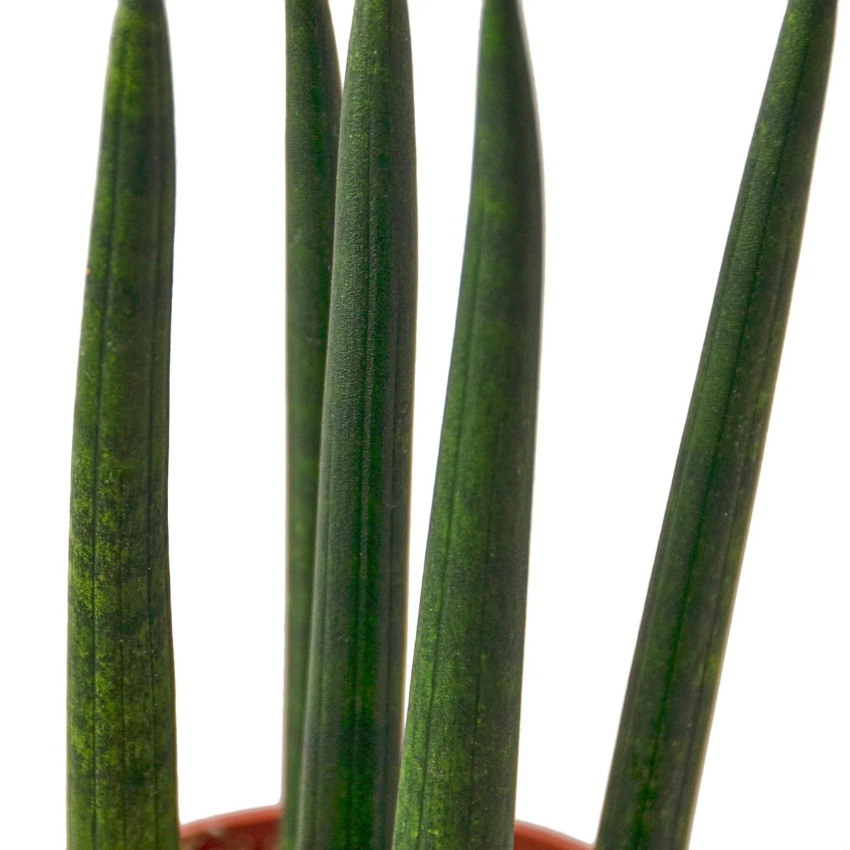 buy snake plant cylindrica live houseplant 3" pot online, firm rounded leaf tips on smooth cylindrical foliage, upright narrow growth habit, thrives under office led lighting, low maintenance tropical perennial, sleek desk or shelf accent for modern workspaces, a practical and stylish gift idea