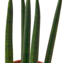 3" pot snake plant cylindrica live houseplant for sale, smooth firm tube leaves with grey green variegation, compact upright clumping form, survives weeks without water, natural indoor air purifier with cam photosynthesis, versatile decor piece for shelves or windowsills, a beginner friendly gift that lasts for years