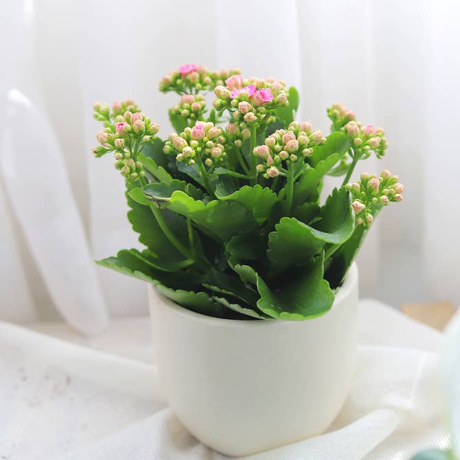calandiva succulent plant Kalanchoe blossfeldiana 'Calandiva Pink'