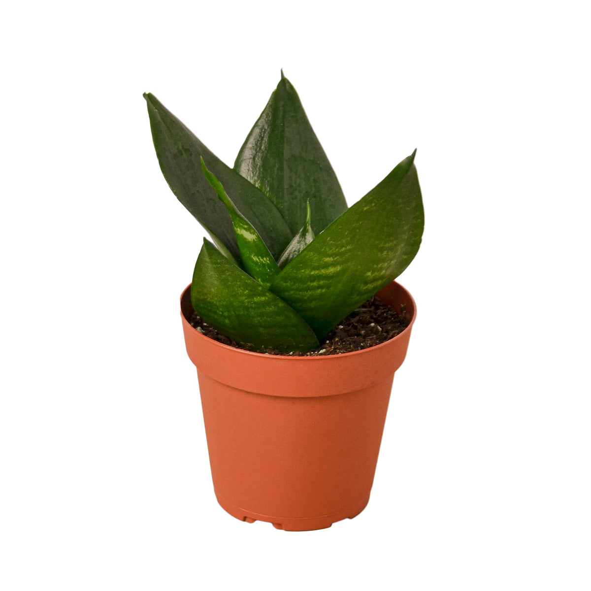 buy snake plant jade live houseplant 3" pot online, rich solid jade green sword-shaped leaves, thick upright drought-tolerant foliage, slow-growing compact rosette form, low-light tolerant air-purifying plant, bold architectural accent for desk or shelf, makes a long-lasting thoughtful green gift