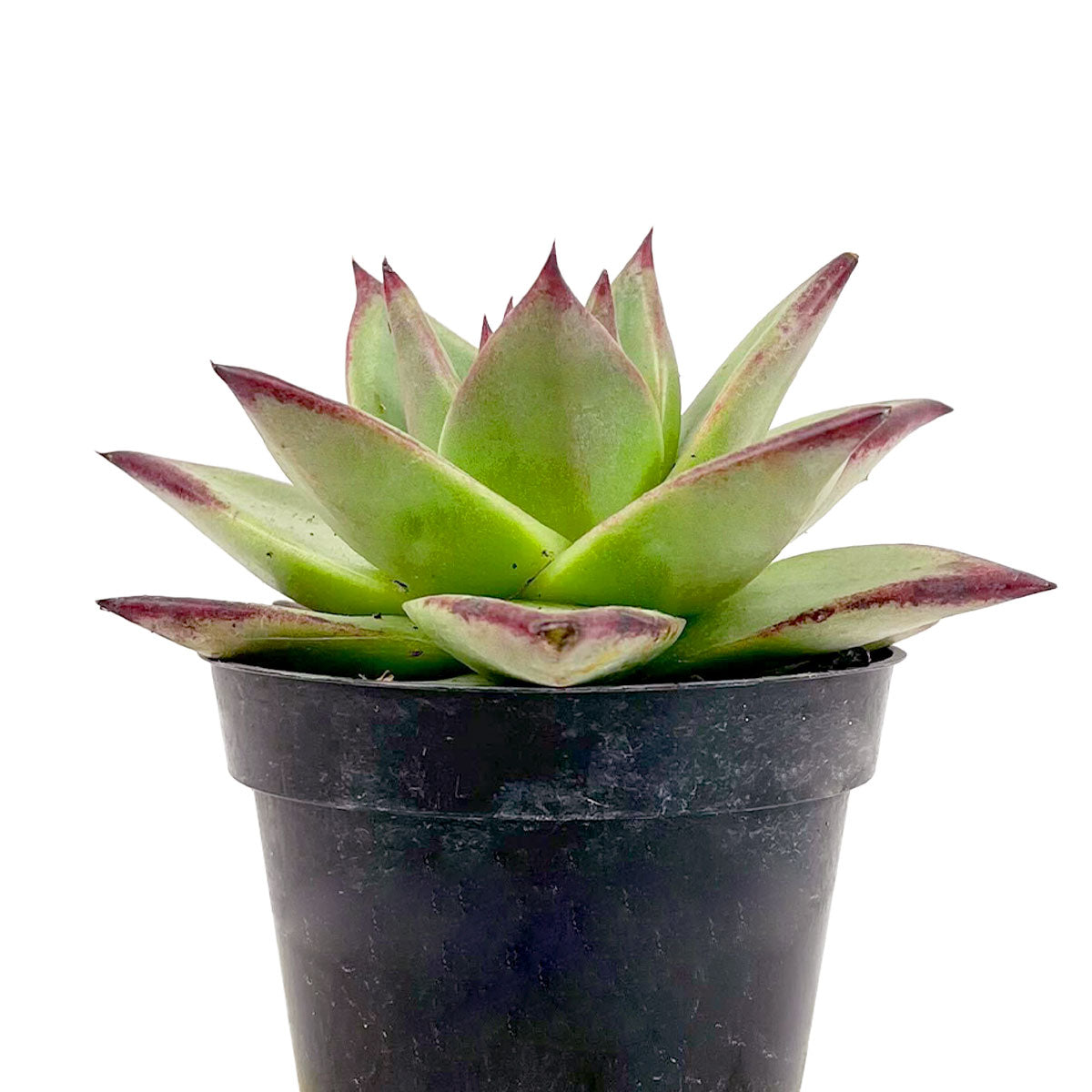abane succulent Echeveria agavoides 'Ebony'