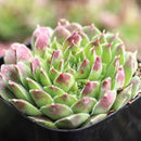 Sempervivum heuffelii 'Dorado'