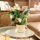 6 inch white pot for houseplants, indoor pots for sale, white ceramic pots with drainage hole and saucer, large pots for succulents