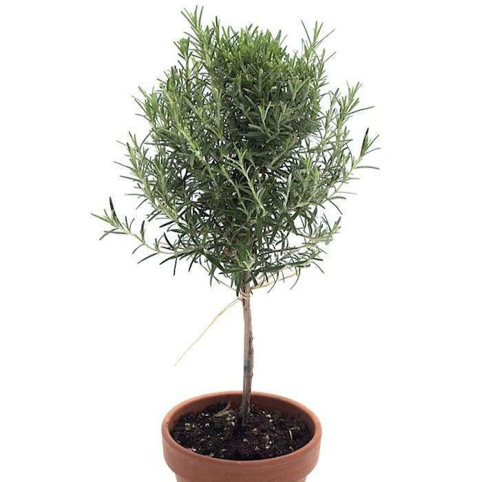 Live Rosemary Tree Topiary 6 inch Plant, Rosemary Plant for Home Office Decoration, Topiary Shrubs for Living Room, Buy Fruit and Veggie Plant Live Online