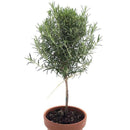 Live Rosemary Tree Topiary 6 inch Plant, Rosemary Plant for Home Office Decoration, Topiary Shrubs for Living Room, Buy Fruit and Veggie Plant Live Online