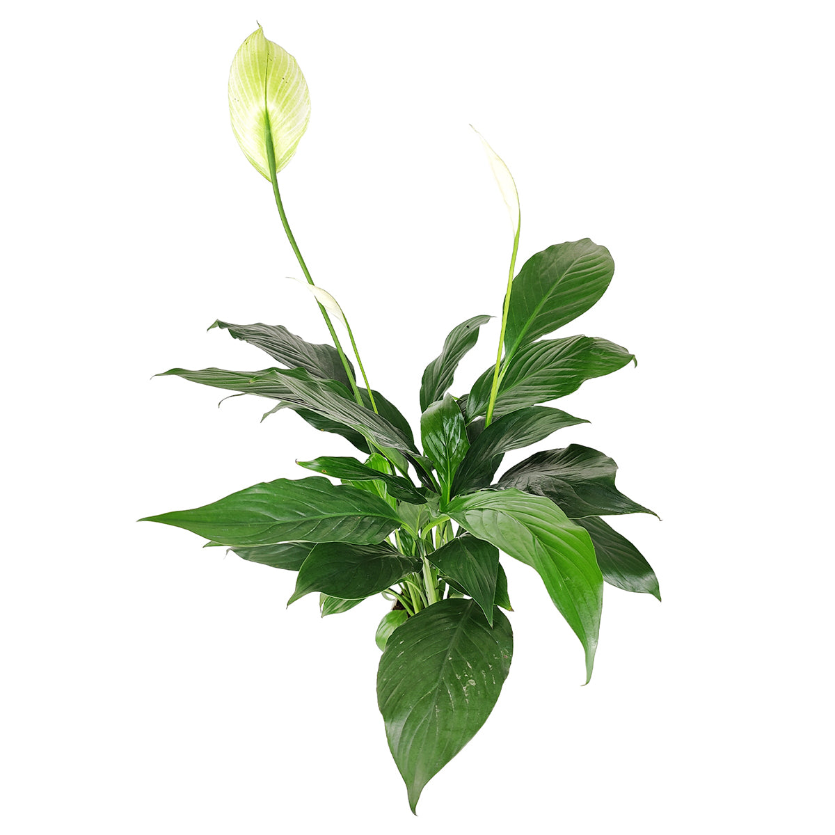 where can i get a peace lily near me 6" Peace Lily Plant – Lush Indoor Flowering Houseplant for Home Decor by Succulents Box