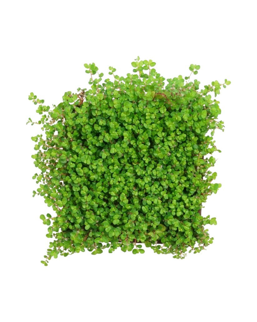 Soleirolia Soleirolii for sale, buy live houseplants online, houseplants for sale near me, live Soleirolia Soleirolii for sale