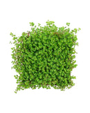 Soleirolia Soleirolii for sale, buy live houseplants online, houseplants for sale near me, live Soleirolia Soleirolii for sale