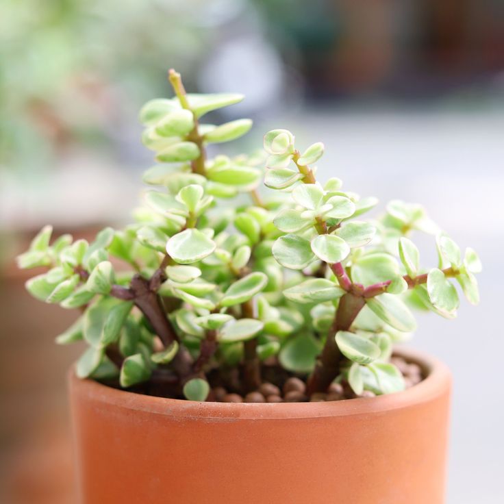portulacaria afra gold Elephant Bush 2 inch by Succulents Box