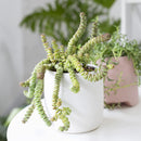 Crassula baby necklace, succulent care, how to grow succulents, succulents shop in California, cactus, succulent care guide, succulent subscription, Rare succulents