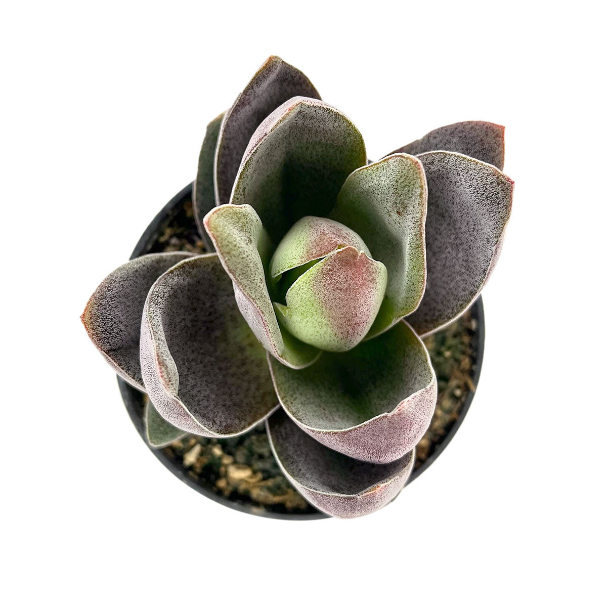 Crassula alba &#39;Garnet Lotus&#39; , 2 inch succulents, 4 inch succulents, unique succulents for sale, Crassula