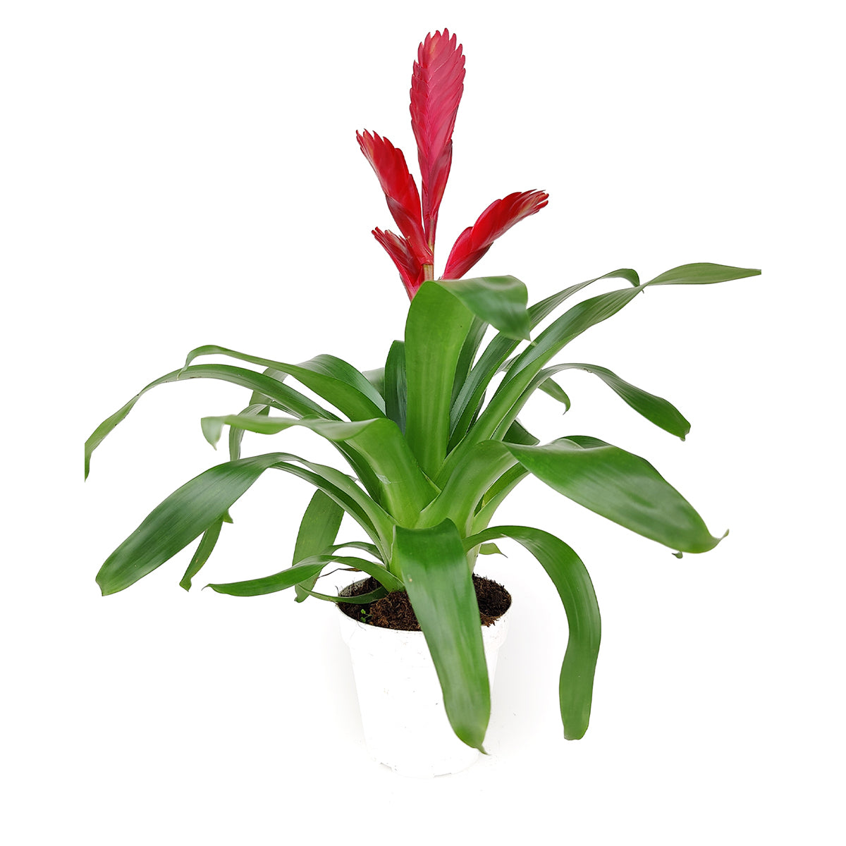 Vriesea Christiane, Flowering Houseplants, Easy Care Houseplants, Best Houseplant for Beginners, Pet-Friendly Houseplants