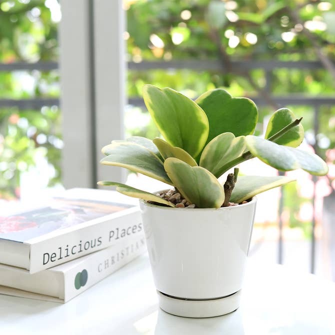 4 inch succulent pots 4 inch White Minimalist Pot with Saucer