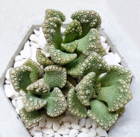 titanopsis succulent Concrete Leaf