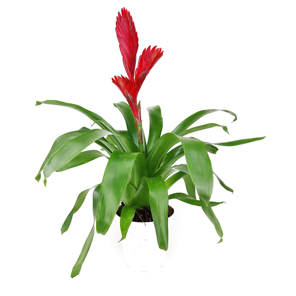 Vriesea Christiane - Flowering Houseplants - Easy Care Houseplants